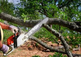 How Our Tree Care Process Works  in  Coudersport, PA