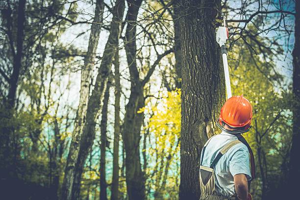 Coudersport, PA Tree Removal Services Company